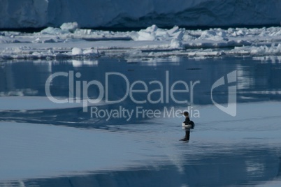 Guillemot turning its head against icy background