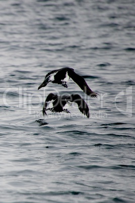 Guillemots take off one above the other