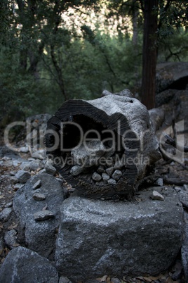 Hollow log filled with stones