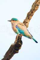 Indian roller on a branch