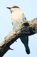 Indian roller sitting on a branch