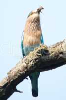 Indian roller swallowing grub