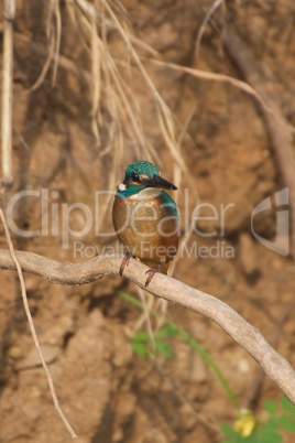Kingfisher close-up