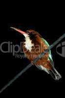 Kingfisher perched on wire at night