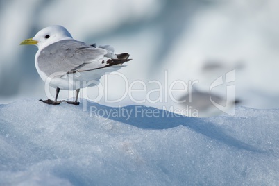 Kittiwake casting a shadow on ice floe