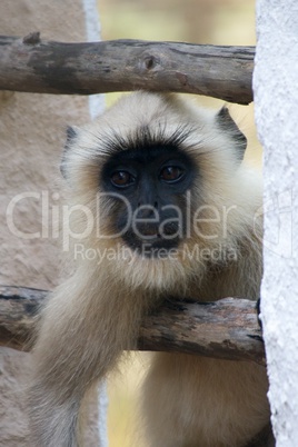 Langur poking head through window