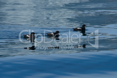 Line of three guillemots reflected in water