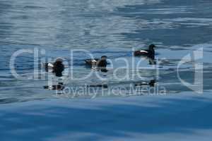 Line of three guillemots reflected in water
