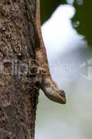 Lizard crawling down tree