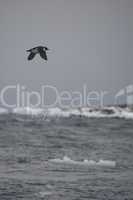 Lone guillemot soars above iceberg in Arctic