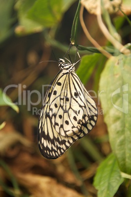 Malabar tree nymph butterfly hanging from vine