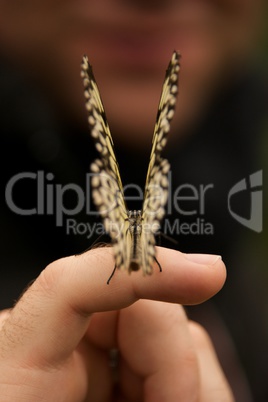 Malabar tree nymph butterfly perched on finger
