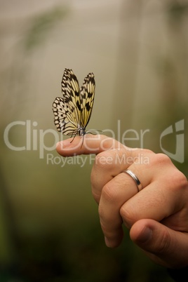 Malabar tree nymph perched on little finger