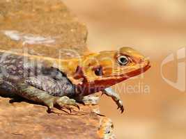 Male Agama lizard watercolour