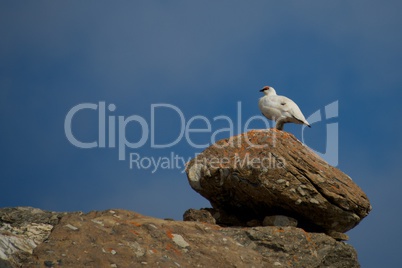Male ptarmigan on ridge standing on boulder