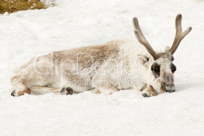 Male reindeer lying down asleep in snow