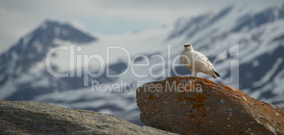 Male ptarmigan on horizon standing on boulder