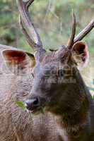 Male sambar deer eating
