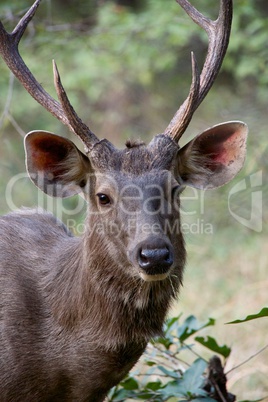 Male sambar deer close-up