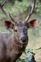 Male sambar deer close-up