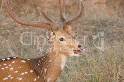 Male spotted deer with mouth open