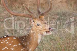 Male spotted deer with mouth open