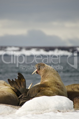 Male walrus opening mouth and raising flipper