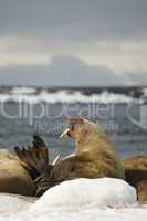 Male walrus opening mouth and raising flipper