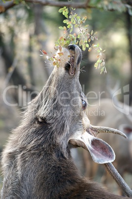 Male sambar deer reaching for leaves