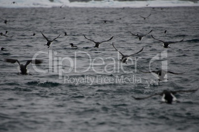 Many guillemots taking off low above water