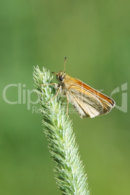 Moth resting on a plant