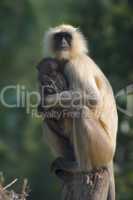 Mother and baby langur