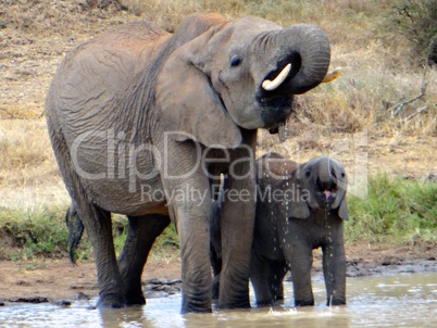 Mother and baby elephant at the water hole