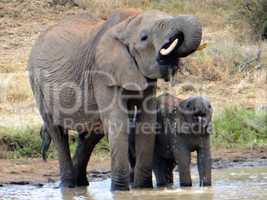 Mother and baby elephant at the water hole