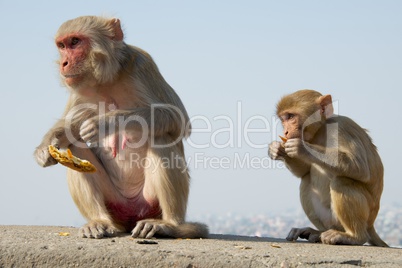 Mother and baby rhesus macaque