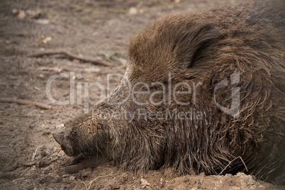 Muddy head of wild boar lying asleep