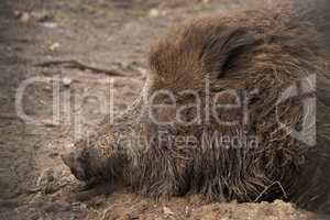 Muddy head of wild boar lying asleep