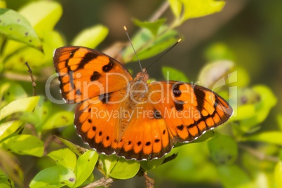 Orange butterfly on leaf