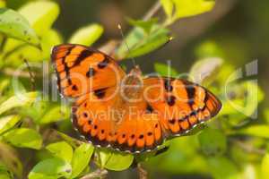 Orange butterfly on leaf