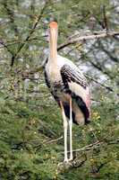 Painted stork in a tree
