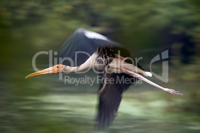 Painted stork in flight with blurred wings