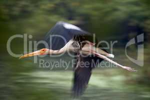 Painted stork in flight with blurred wings