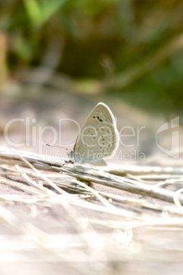 Pale butterfly on twig
