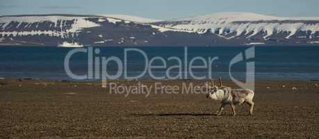 Panorama of reindeer and ship in Arctic