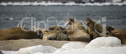 Panorama of walruses at snowy Arctic haul-out