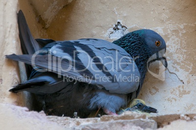 Pigeon and her baby