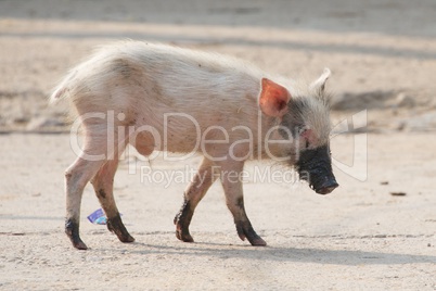 Pink piglet with muddy feet and snout