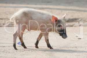 Pink piglet with muddy feet and snout