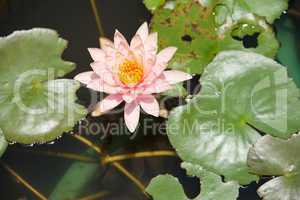 Pink water lily among leaves in pond