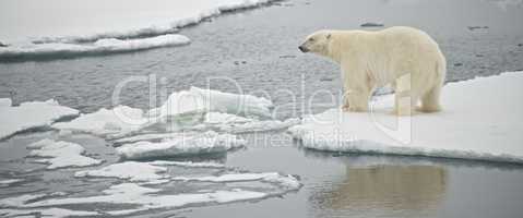 Polar bear staring over water in Arctic